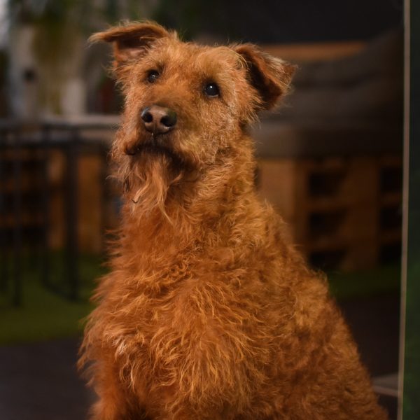 Quaddel Irish Terrier Hund